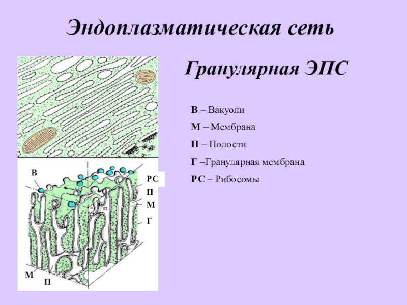 Какая структура клетки изображена на рисунке эндоплазматическая сеть