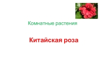 Презентация по познанию мира на тему Комнатные растения. Китайская роза.