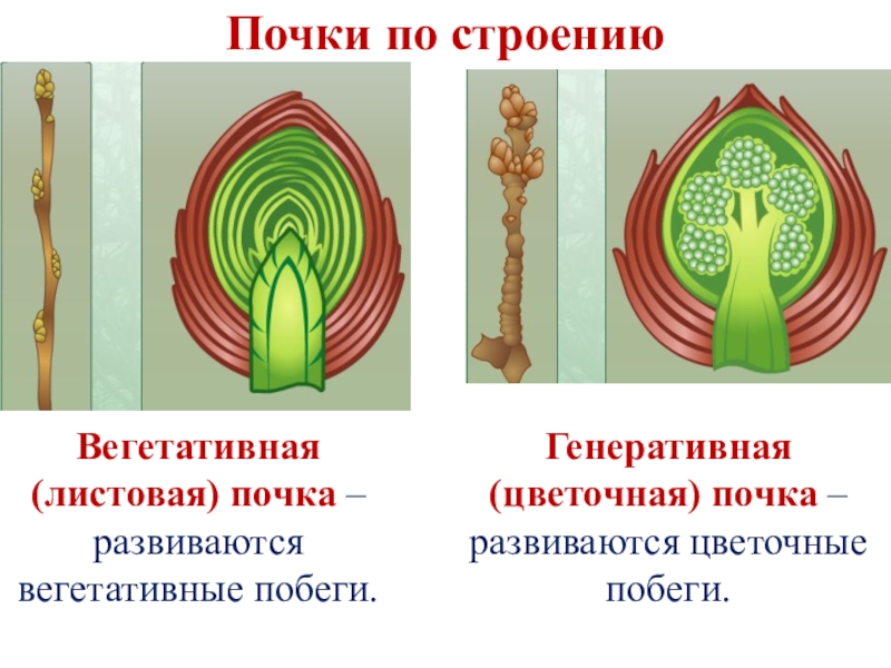 Рассмотрите рисунок вегетативной почки и выполните задания