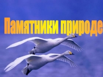 Памятники животным