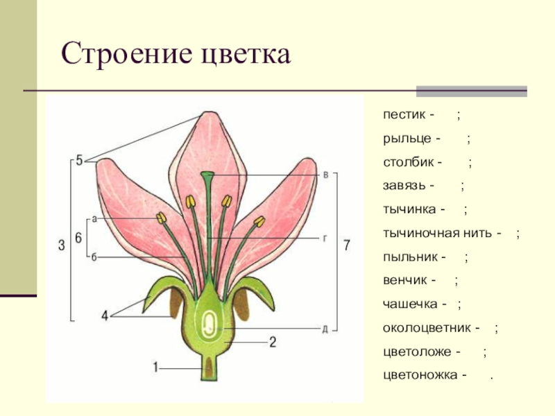 Рисунок по биологии 6 класс