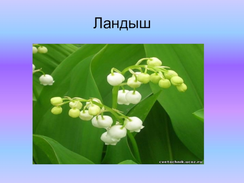 Презентация к проекту Красная книга Ландыш Ландыш