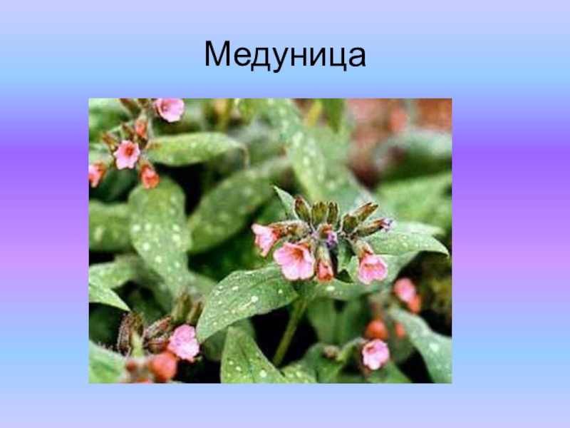 Презентация к проекту Красная книга Медуница Медуница