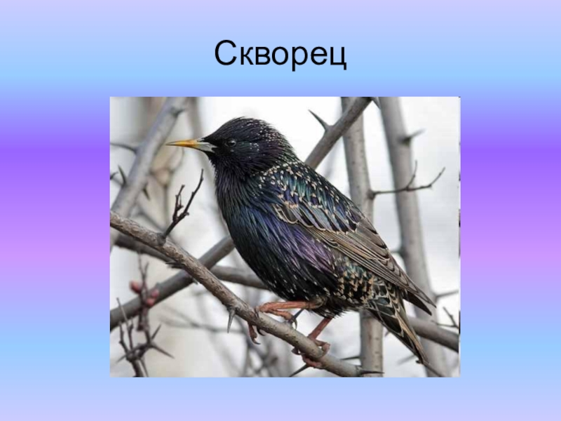 Презентация к проекту Красная книга Скворец Скворец