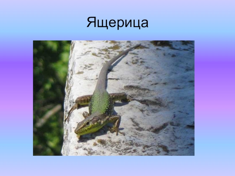 Презентация к проекту Красная книга Ящерица Ящерица