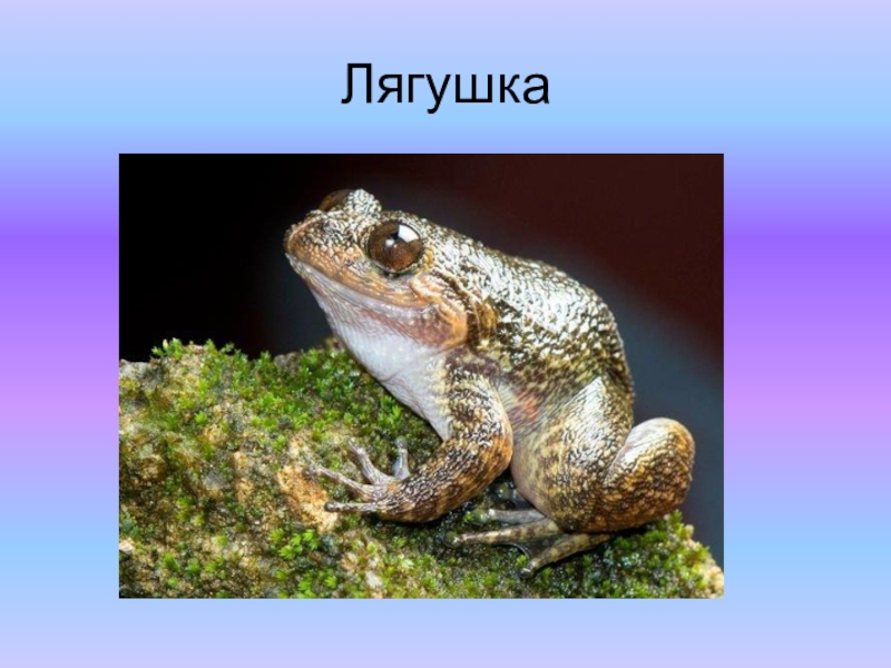 Презентация к проекту Красная книга Лягушка Лягушка