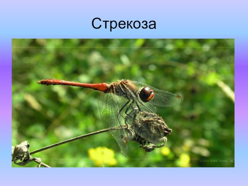 Презентация к проекту Красная книга Стрекоза Стрекоза