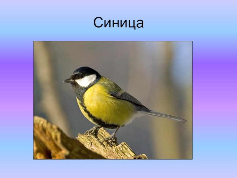 Презентация к проекту Красная книга Синица Синица