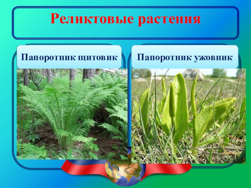 Почему папоротники относятся к растениям. Реаликтивеве растения. Реликтовые травы. Реликты растения. Растения реликты России.