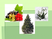 Презентация по окружающему миру по теме Мир растений