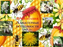 Презентация Характерные особенности пчёл