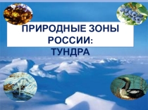 Презентация по окружающему миру Тундра