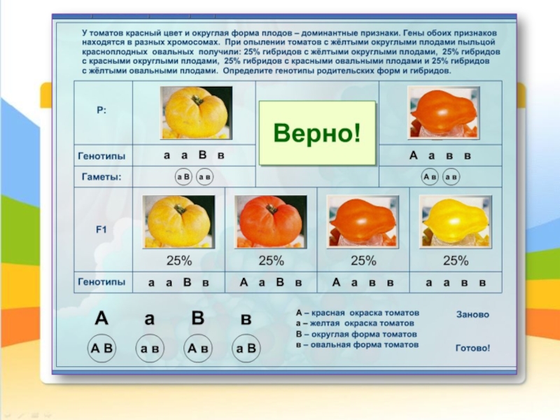 Томат гена. Доминантные и рецессивные признаки томатов. У томатов круглая форма плодов. Генотип помидора. Схема скрещивания томатов.