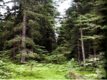 Презентация по ОМ 1 класс на тему Лесные опасности