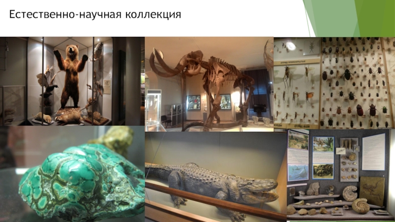 Внеурочное занятие. Музей природы Урала. 3 класс Естественно-научная коллекция Естественно-научная коллекция