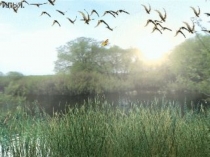 Презентация по биологии на тему: Класс Земноводные, или Амфибии(7 класс)