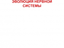 Презентация эволюция нервной системы