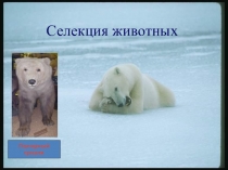 Презентация по биологии  Селекция животных