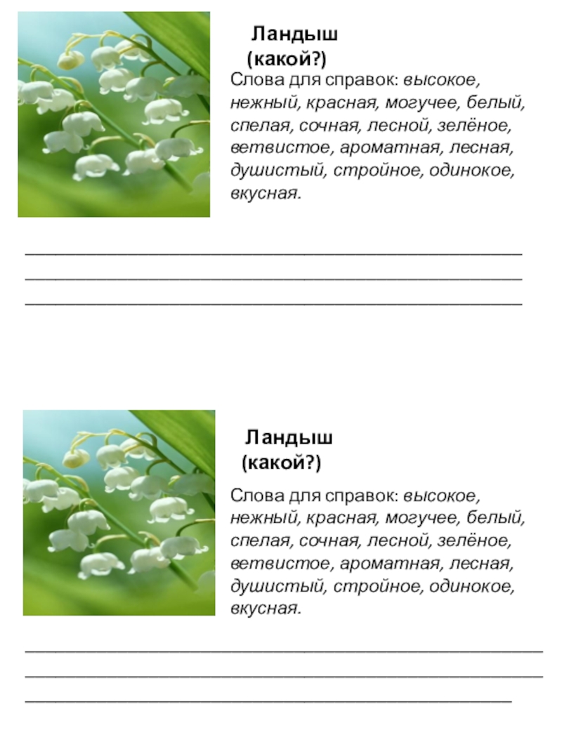 Употребление имен прилагательных в речи. 2 класс Ландыш (какой?) Ландыш (какой?)Слова для справок: высокое, нежный, красная, могучее, Ландыш (какой?) Ландыш (какой?)Слова для справок: высокое, нежный, красная, могучее, белый, спелая, сочная, лесной, зелёное, ветвистое,