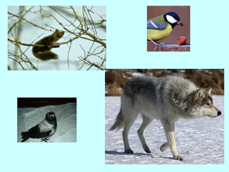 Изменения в природе зимой 5 класс биология. Живая и неживая природа зимой. Живая природа зимой примеры. Наблюдения в живой природе зимой. Живая природа зимой окружающий мир.