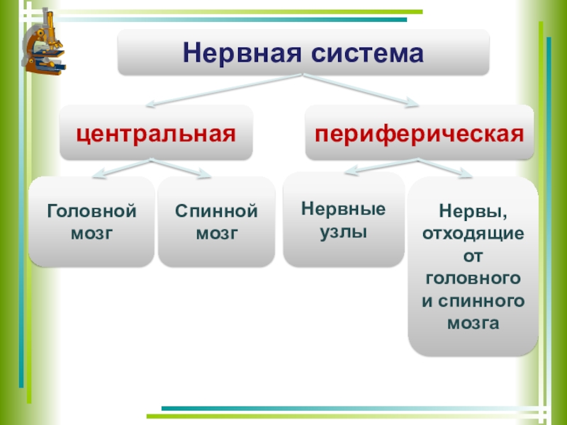 Спинной и головной мозг презентация 8 класс биология