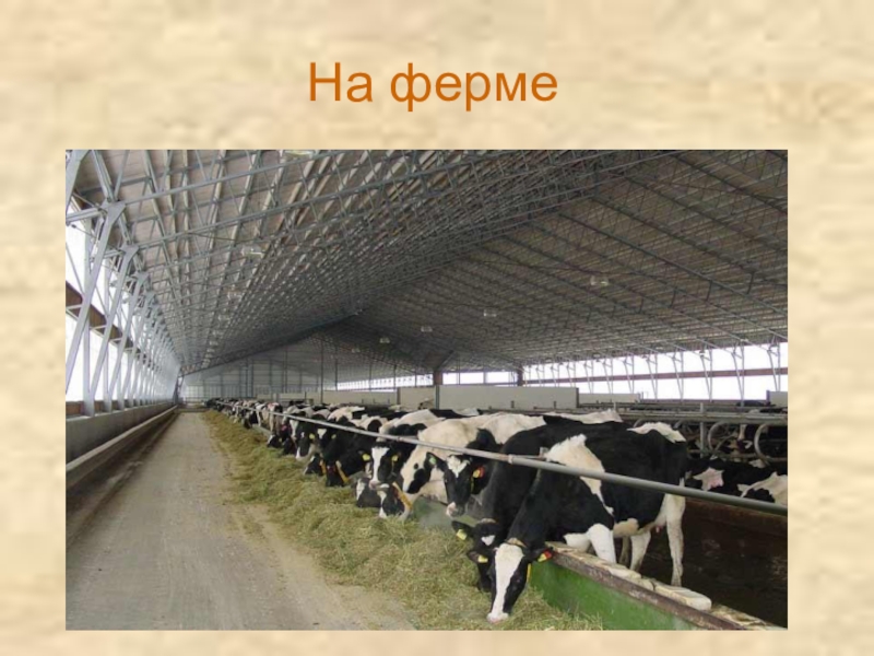 Молоко и молочные продукты На ферме На ферме