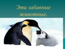 Презентация - Викторина Эти забавные животные