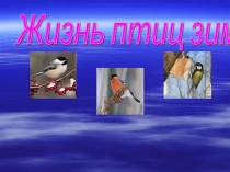 Презентация по окружающему миру на тему Жизнь птиц зимой.