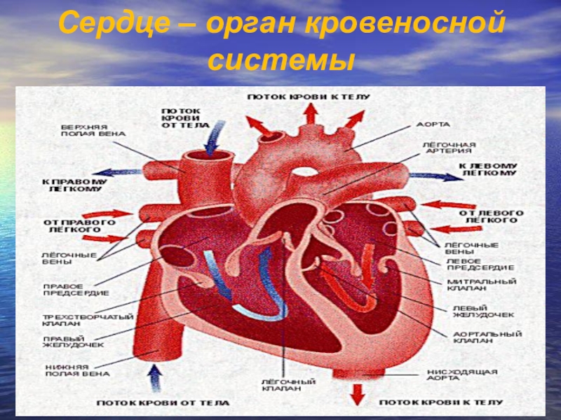 Толстая стенка сосуда. Сердце и кровеносная система это органы. Сердце орган схема.