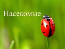 Насекомые