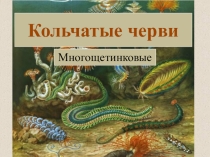 Презентация по биологии Кольчатые черви. Многощетинковые