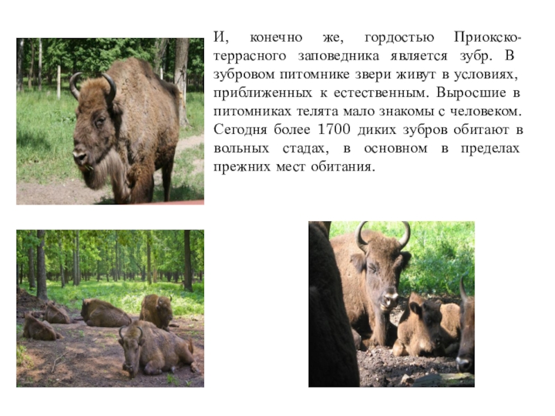 Презентация О заповедниках Начальная школа 21 века И, конечно же, гордостью Приокско-террасного заповедника является зубр. В зубровом питомнике И, конечно же, гордостью Приокско-террасного заповедника является зубр. В зубровом питомнике звери живут в условиях, приближенных к