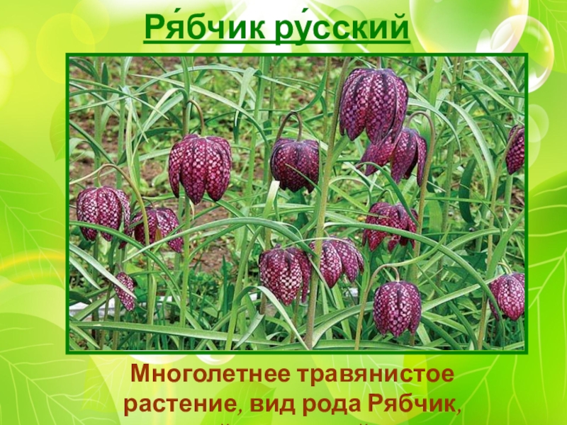 Презентация О заповедниках Начальная школа 21 века Ря́бчик ру́сский Многолетнее травянистое растение, вид рода Рябчик, семейство лилейные. Ря́бчик ру́сский Многолетнее травянистое растение, вид рода Рябчик, семейство лилейные.