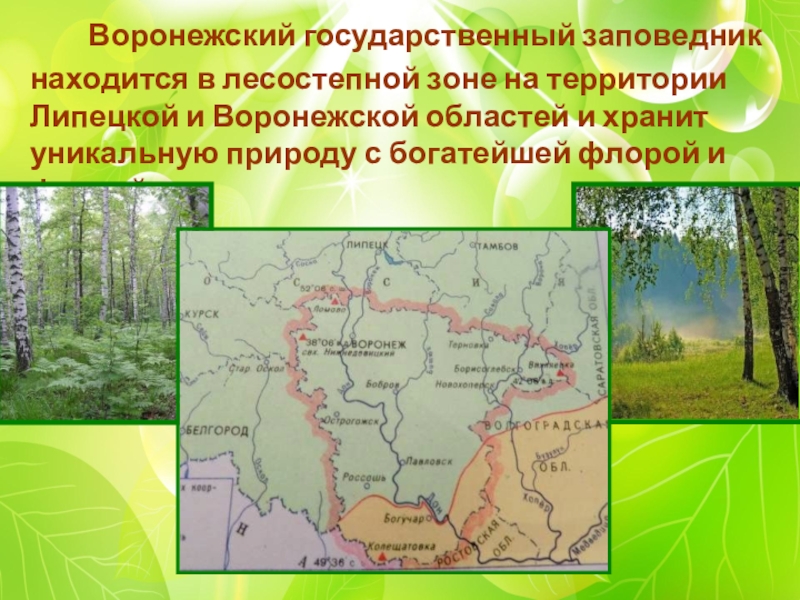 Презентация О заповедниках Начальная школа 21 века Воронежский государственный заповедник находится в лесостепной зоне на территории Воронежский государственный заповедник находится в лесостепной зоне на территории Липецкой и Воронежской областей и