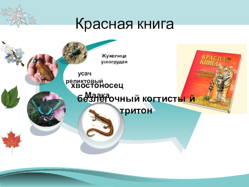 Презентация О заповедниках Начальная школа 21 века Красная книга Красная книга
