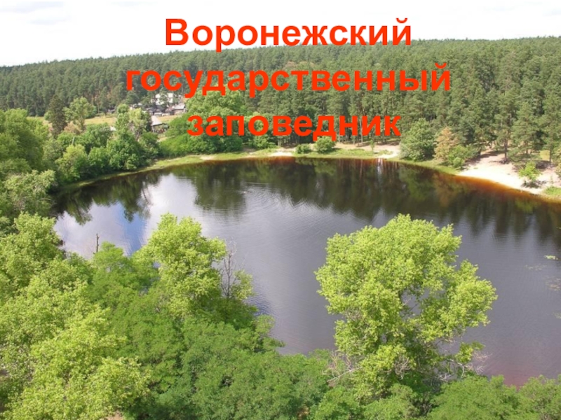 Презентация О заповедниках Начальная школа 21 века Воронежский государственный заповедник Воронежский государственный заповедник