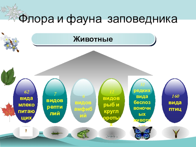 Презентация О заповедниках Начальная школа 21 века Флора и фауна заповедникаЖивотные Флора и фауна заповедникаЖивотные