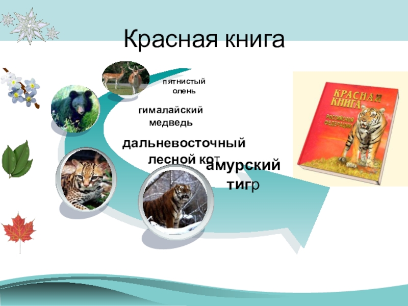 Презентация О заповедниках Начальная школа 21 века Красная книга Красная книга