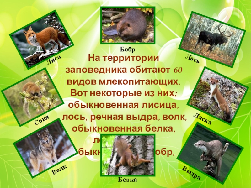 Презентация О заповедниках Начальная школа 21 века На территории заповедника обитают 60 видов млекопитающих. Вот некоторые из них: На территории заповедника обитают 60 видов млекопитающих. Вот некоторые из них: обыкновенная лисица, лось, речная выдра, волк,