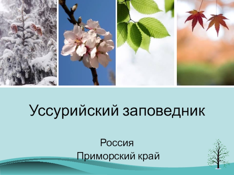 Презентация О заповедниках Начальная школа 21 века Уссурийский заповедникРоссия Приморский край Уссурийский заповедникРоссия Приморский край