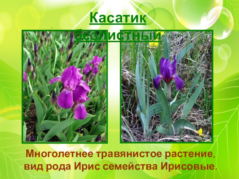 Презентация О заповедниках Начальная школа 21 века Касатик безлистный Многолетнее травянистое растение, вид рода Ирис семейства Ирисовые. Касатик безлистный Многолетнее травянистое растение, вид рода Ирис семейства Ирисовые.
