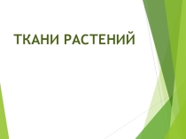Презентация Покровные ткани растений 5 класс