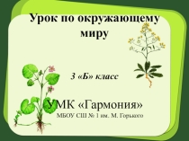 Презентация по окружающему мира  Листья растений