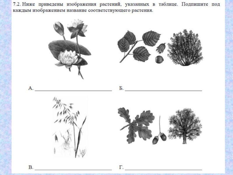 Ниже приведены фотографии. Ниже приведены изображения растений. Подпишите названия изображенных растений. Ниже приведены фотографии растений. Ниже приведены фотографии растений указанных.