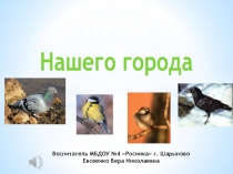 Птицы нашего города