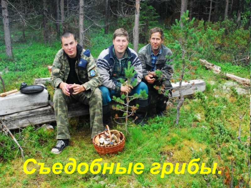 Презентация по окружающему миру на тему :  В мире грибов