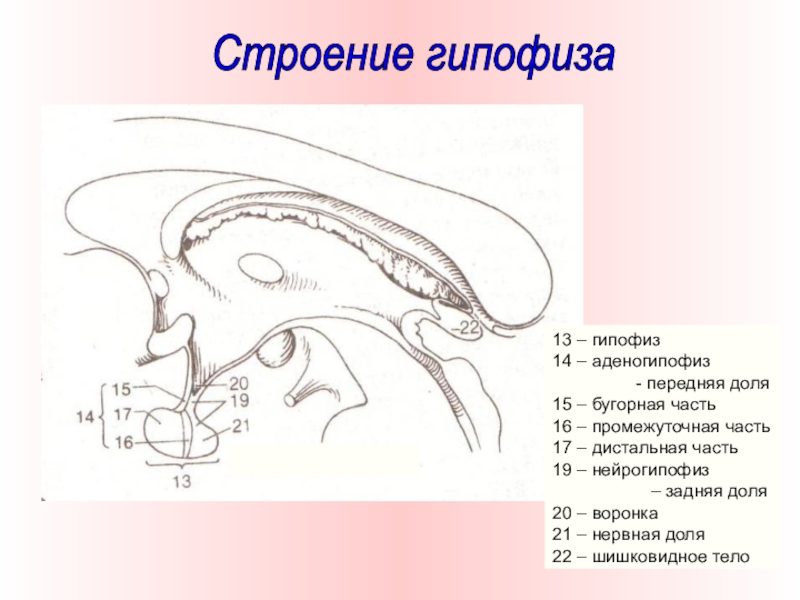 Презентация гипофиз анатомия