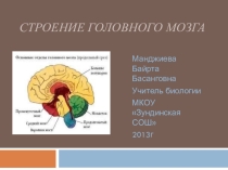 Презентация Строение головного мозга