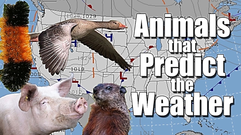 Презентация по английскому языку на тему How to Predict the Weather