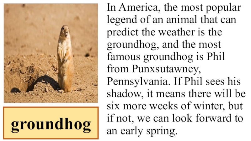 Презентация по английскому языку на тему How to Predict the Weather In America, the most popular legend of an animal that can In America, the most popular legend of an animal that can predict the weather is the groundhog,